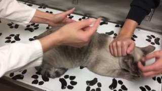 Constipation in a cat with megacolon. How to monitor, treat and care for your cat at home.