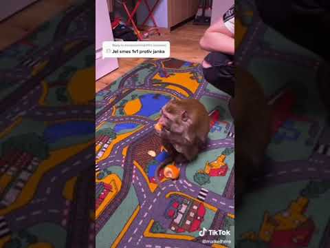 tik tok smeski part 1 jankezz banda