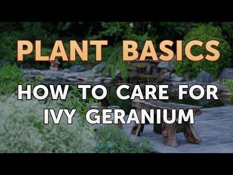 How to Dry an Overwatered Plant