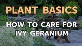 How to Care for Ivy Geranium