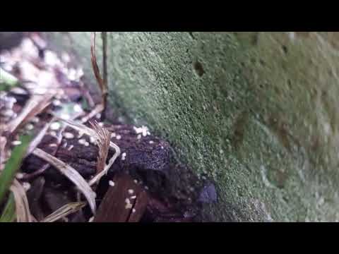 Getting Rid of the Ants That Are Crawling On the Property in Matawan, NJ