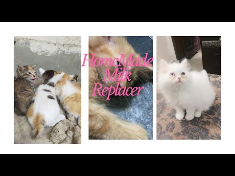 HomeMade Milk Replacers For kittens/easy and best replacers#Sidzz the cat lady