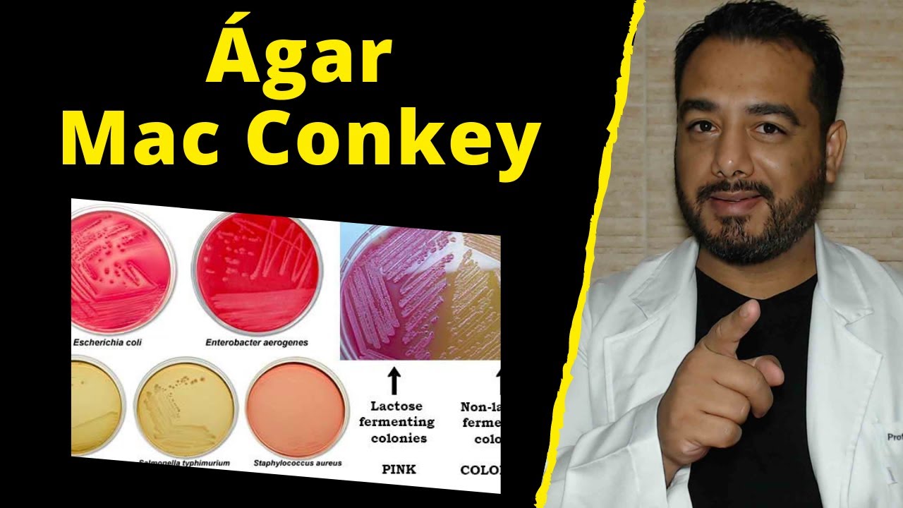 11) Ágar MacConkey | Meio de Cultura Seletivo e Diferencial | Gram negativo Lactose | Microbiologia