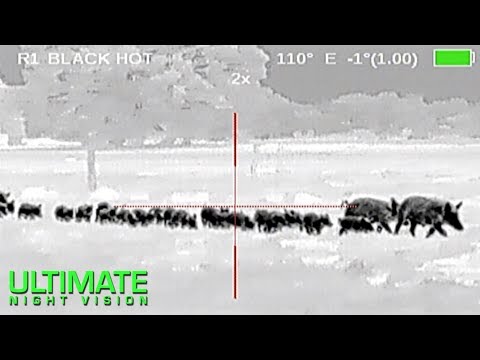 107 Hogs Down | Hog Hunting with Thermal Night Vision in Texas | Zeus Pro 640