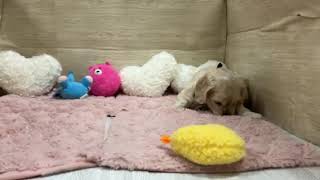 アメリカンコッカースパニエルの動画01