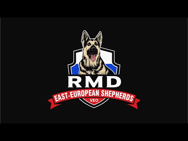 Similar to German Shepherd puppies in Dogs & Puppies for Rehoming in Oakville / Halton Region