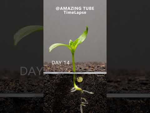 , title : 'Growing Red Bell Pepper Plant - Time Lapse'