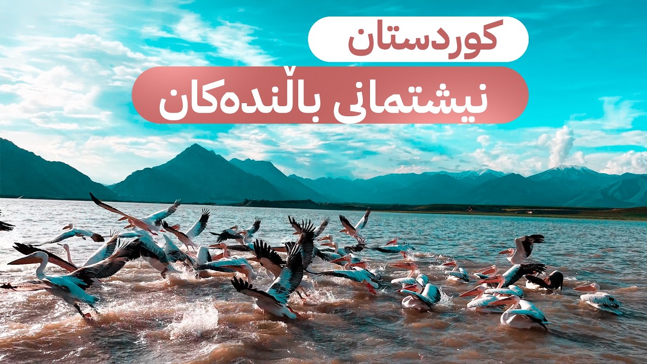 ڤیدیۆ | کوردستان: نیشتمانی باڵندەکان