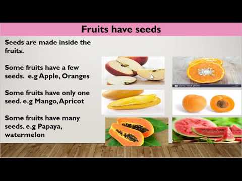 Sci Fruits and Seeds Unit 6 part 1 Media1