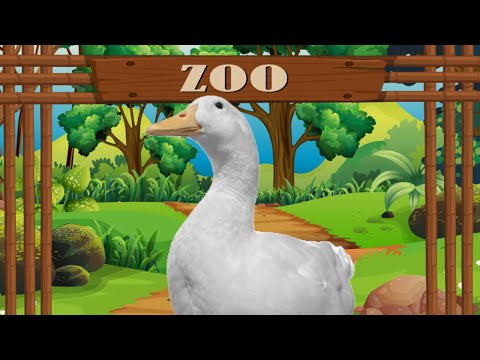 I took my duck to the Zoo