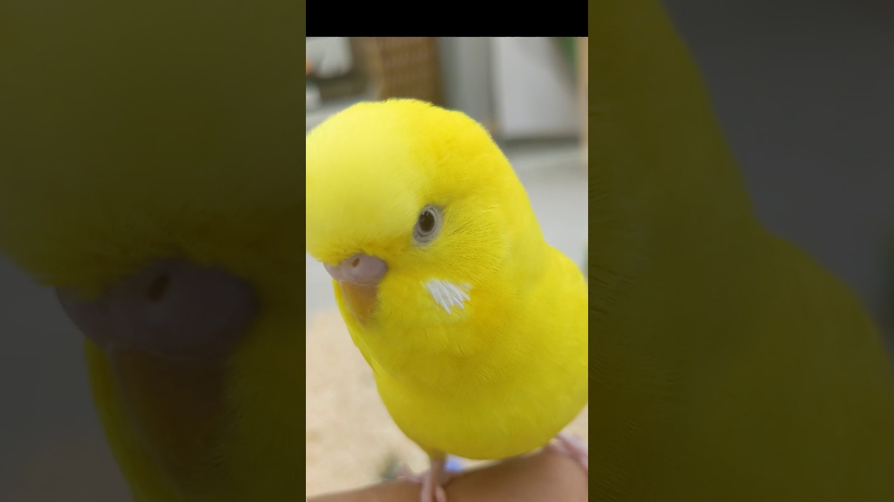 cute budgie#budgie#shorts#japan