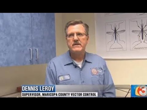 El Niño and mosquitoes (3-TV News - KTVK)