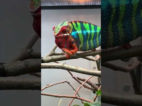 A gorgeous beast! Antilles the panther chameleon showing off!