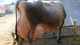 Best jersey cow in the world