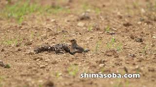 ツバメチドリの子育て始まる(動画あり)
