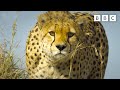 Baboon troop clash with pack of cheetahs | Serengeti - BBC