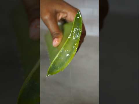 How To Remove Poison From Aloe Vera | Method One | #aloevera #aloeveragel