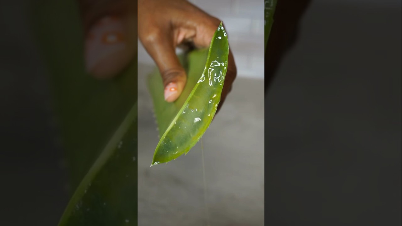 How To Remove Poison From Aloe Vera | Method One | #aloevera #aloeveragel