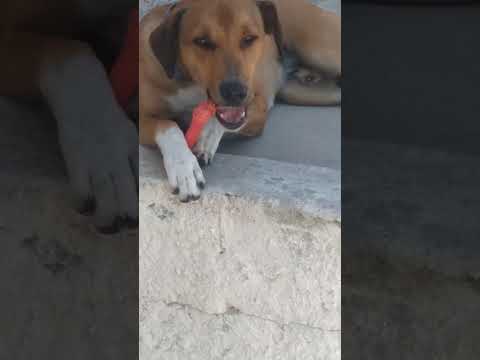 Vídeo de Palito 