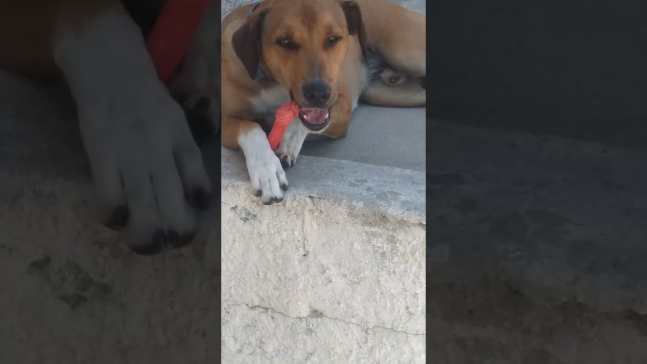 Cachorro raça SRD-ViraLata idade 7 a 11 meses nome Palito 