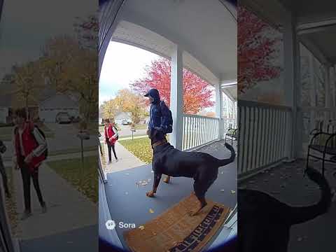 Rottie saving his child from bullies😱🥺! #rottweiler #roti #dogshorts #foryou