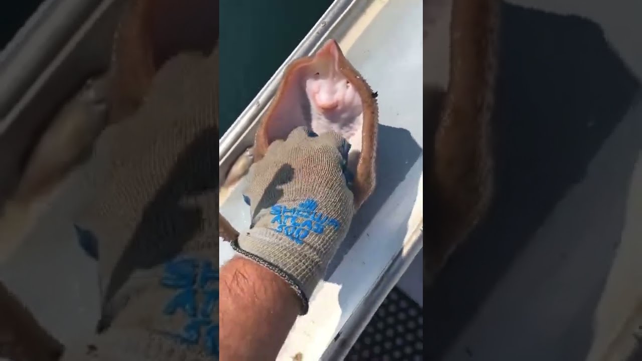 How you tickle a fish