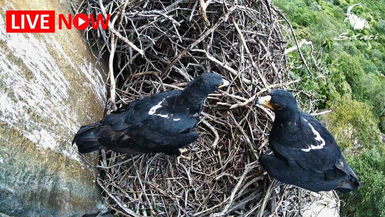 Live webcam view of Black Eagle Nest Live Cam