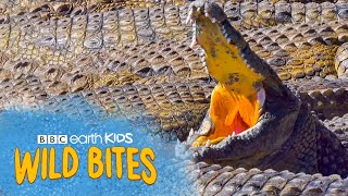Crocodiles Have The STRONGEST BITE EVER! | Wild Bites | BBC Earth Kids