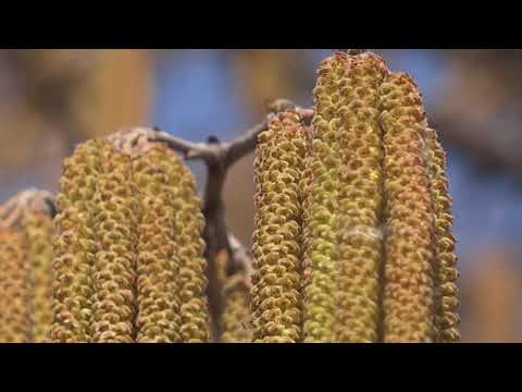 Törökmogyoró-barka, méhek, tavasz..../Hazelnut catkins, bees, spring