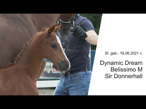 Stf v Dynymic Dream x Belissimo M x Sir Donnerhall 2021