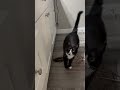 This Tuxedo Cat S Meows Will Melt Your Heart