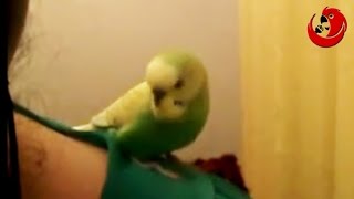 Steven the Talking Parrot