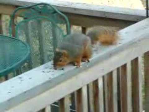 squirrel on my deck