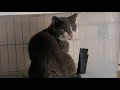 Watch Papa Grey Gets Settled In His Cage After His Doctor Visit For A YouTube Cat Video