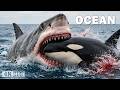 PACIFIC OCEAN The Fiercest Predators On The Planet Nature Animal Documentary