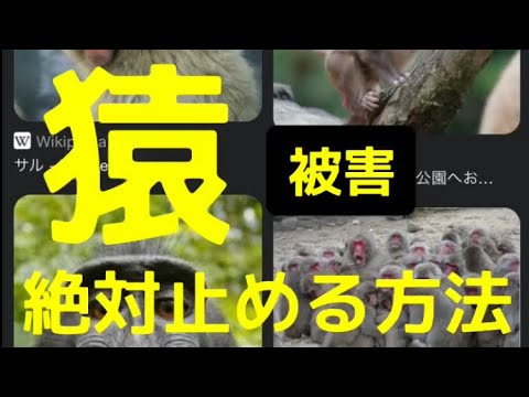 猿の絶望、アラウカリア・アラウカナ