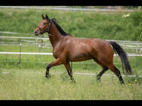 Brauner Wallach Bosanova von Barroso aus der Leyla