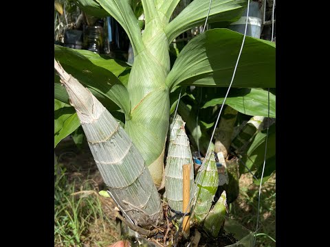 Catasetums - Summertime Care and Status Update