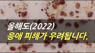 2022년 올해도 응애피해가 우려됩니다.