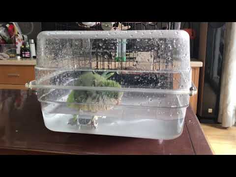 image-Do pet birds need baths?