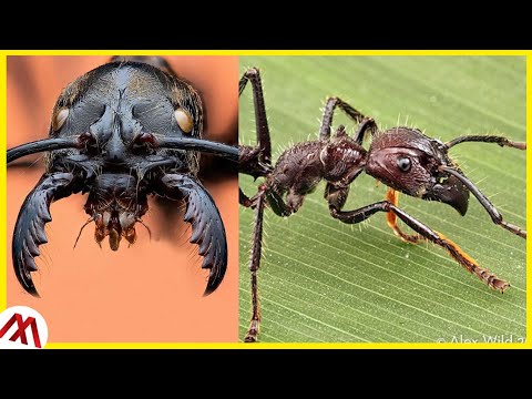 FORMIGA PARAPONERA CLAVATA - GRANDE e PICADA SEVERA | CURIOSIDADES
