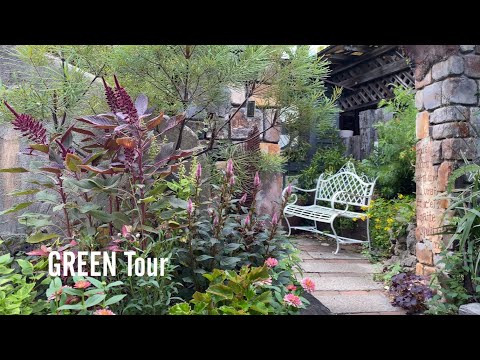 ウィンターグリーン、カナダティー、アリシエ、ゴルテリア・プロカンベンス