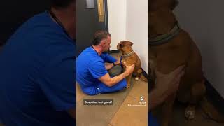 Download lagu How to massage your dog mp3