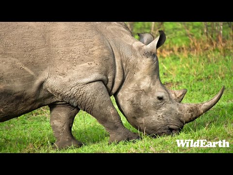 SafariLIVE Sunset Safari - 05 May 2024