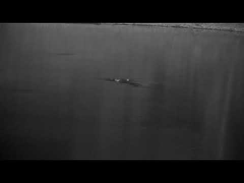 Djuma: Hippo in the dam - 21:27 - 12/30/2022