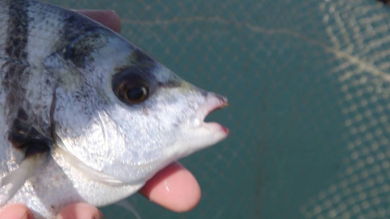 Tubertini Feeder on Tour - Feeder at Sea in Manfredonia