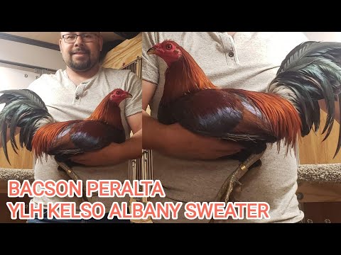 Sweater Kelso Albany Yellow Leg Hatch Asil Bacson Peralta