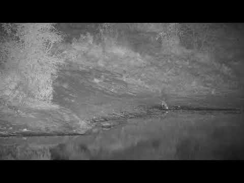 Djuma: Grey Duiker getting a drink at the dam - 21:38 - 07/11/21