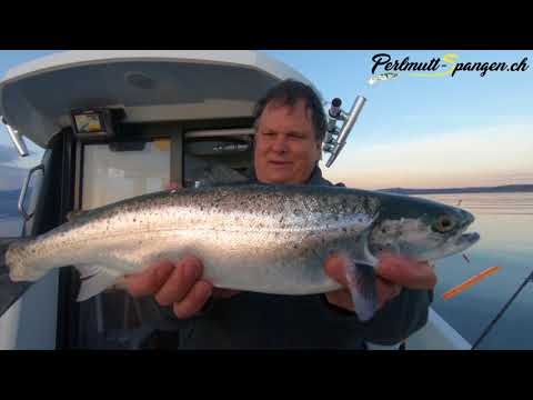 download lagu mp3 mp4 Seeforellen Schleppen, download lagu Seeforellen Schleppen gratis, unduh video klip Seeforellen Schleppen