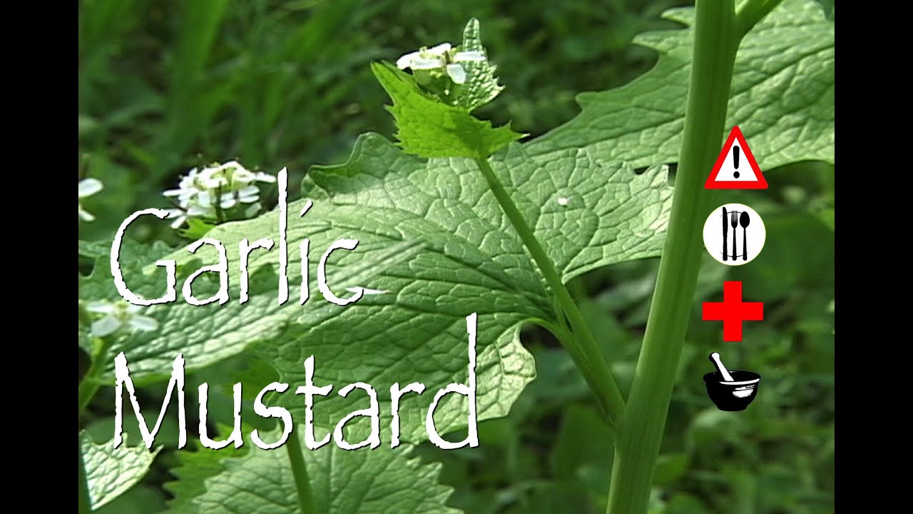 Garlic Mustard: Edible, Medicinal, Cautions & Other Uses - YouTube